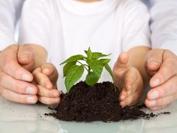 Plant a seedling today - environment and education concept with old and young hands protecting a nursling